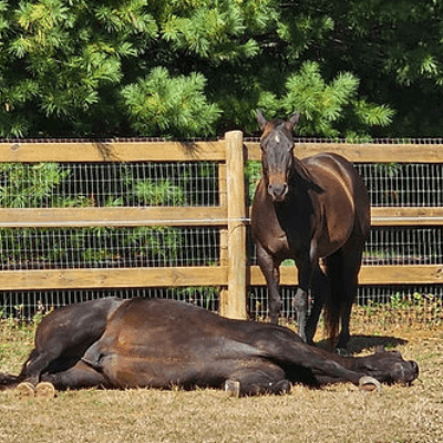 Equine Sports Massage